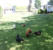 Green Oaks Bed and Breakfast hotel detail image 4