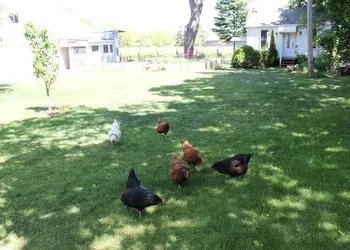 Green Oaks Bed and Breakfast hotel thumbnail 4