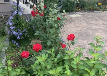 Green Oaks Bed and Breakfast hotel thumbnail 6