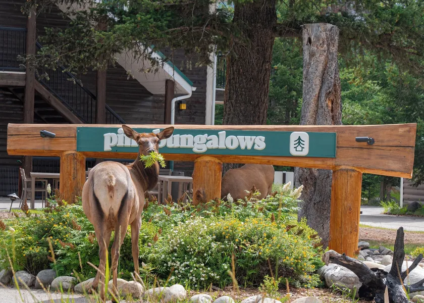 Pine Bungalows hotel detail image 2