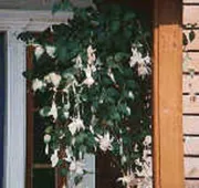 Chesapeake Inn of Lenox hotel detail image 3