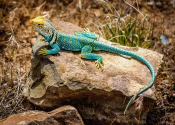 Stone Lizard Lodging hotel thumbnail 6