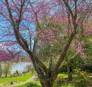The Terrace at Lake Junaluska hotel detail image 7