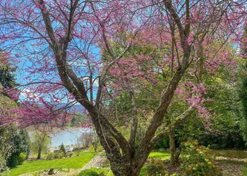 The Terrace at Lake Junaluska hotel thumbnail 7