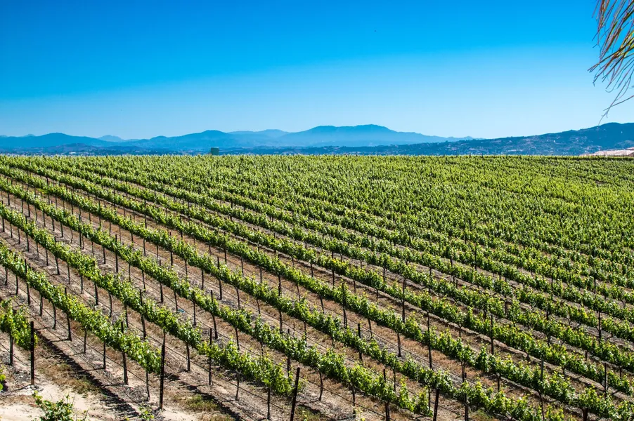 Carter Estate Winery and Resort hotel detail image 6