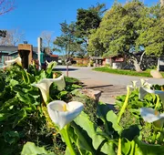 Carmel River Inn & Cottages hotel detail image 7