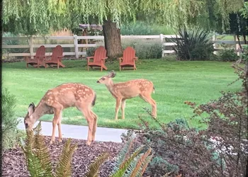 Country Willows Inn and Estate hotel thumbnail 2