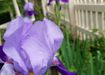 5 Ojo Inn Bed and Breakfast hotel thumbnail 7