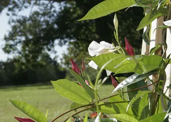Seven Oaks Bed & Breakfast hotel thumbnail 6