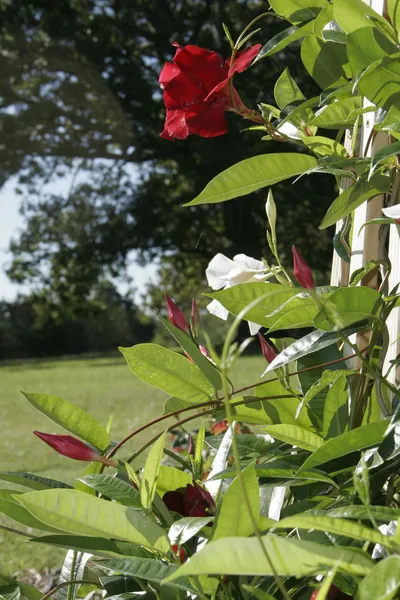 Seven Oaks Bed & Breakfast hotel detail image 6