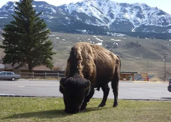Yellowstone Gateway Inn hotel thumbnail 4