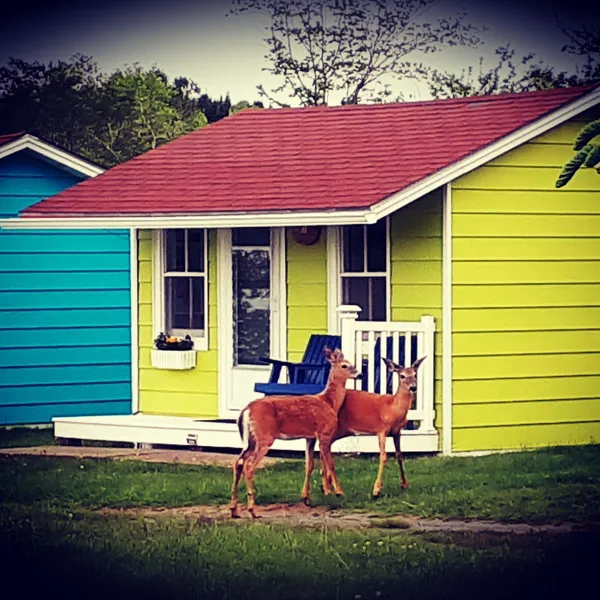 Atlantic View Motel and Cottages hotel detail image 6
