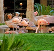 Flamingo Las Vegas Hotel & Casino hotel detail image 4