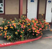 Haven Inn Of Chico hotel detail image 4