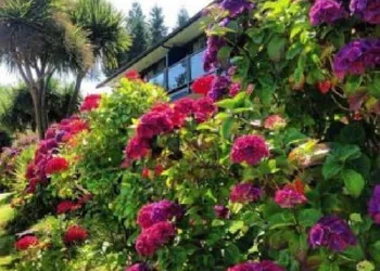 Tofino Motel Harborview hotel thumbnail 5
