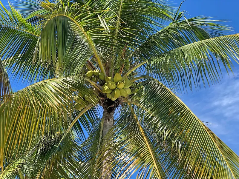The Pelican Key Largo Cottages hotel detail image 6