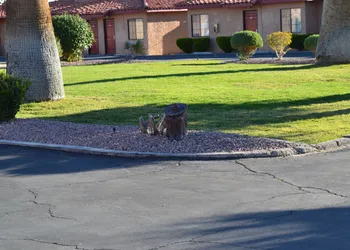 El Rancho Dolores Motel at Joshua Tree National Park hotel thumbnail 5