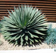 Agave Inn hotel detail image 5