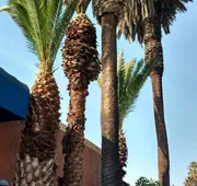 Days Inn by Wyndham Los Angeles LAX Airport/Stadium Area hotel detail image 3