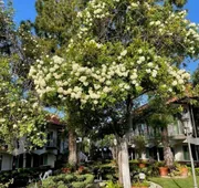 Laguna Hills Lodge hotel detail image 4