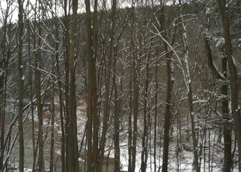 Black Bear Lodge hotel thumbnail 5