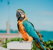 Hyatt Centric Key West Resort and Spa hotel detail image 3