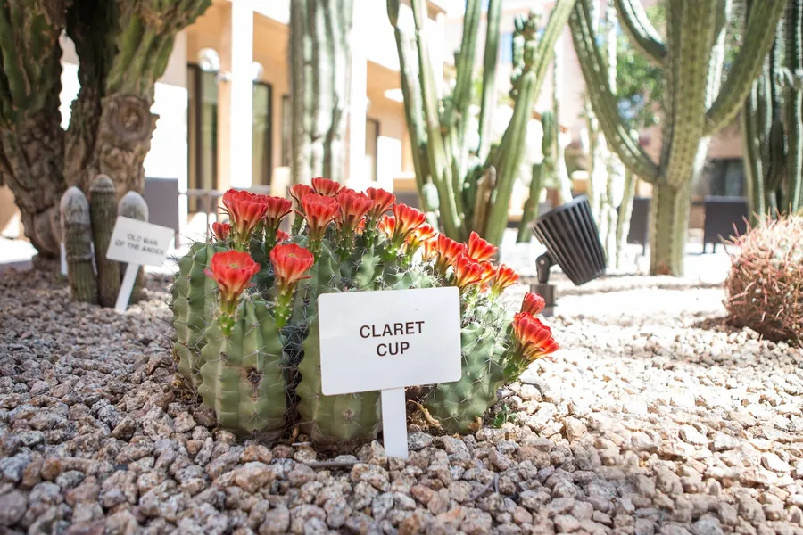 Courtyard by Marriott Phoenix Mesa hotel detail image 2