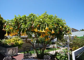 Rose Garden Inn hotel thumbnail 4