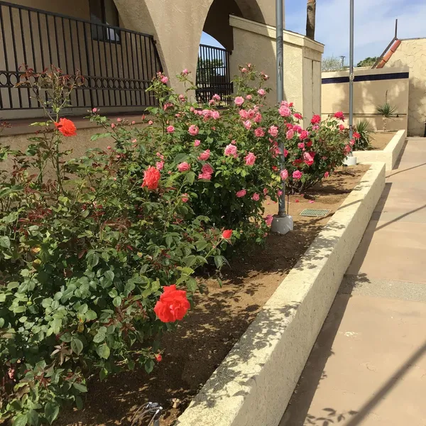 Americas Best Value Inn & Suites Joshua Tree National Park hotel detail image 2