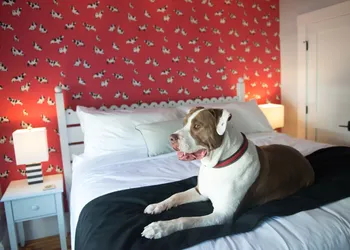 Paws on Pelham hotel thumbnail 5