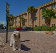 Holiday Inn Express Las Vegas-Nellis by IHG hotel detail image 4