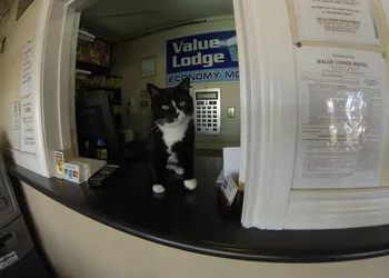 Value Lodge Economy Motel hotel thumbnail 4