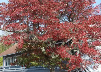 Red Horse Inn hotel thumbnail 3