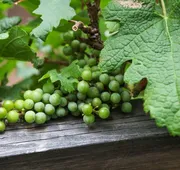 Wine Country Inn Palisade hotel detail image 4