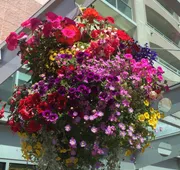 Best Western Plus Inner Harbour hotel detail image 4