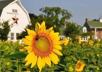 Inn at Huntingfield Creek hotel thumbnail 6