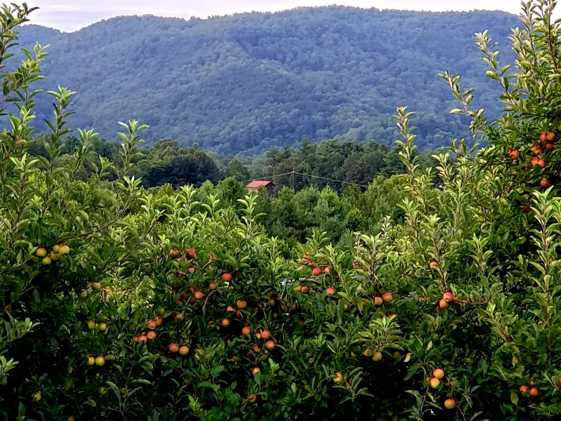 Blue Ridge Manor B&B hotel detail image 6