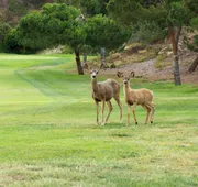 The Ranch at Laguna Beach hotel detail image 4