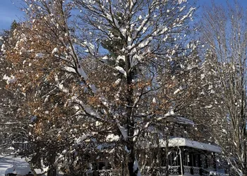Antique Rose Inn Windham hotel thumbnail 3