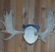 Bear Lodge Motel hotel detail image 7