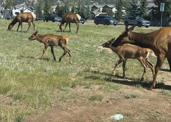 Columbine Inn hotel thumbnail 5