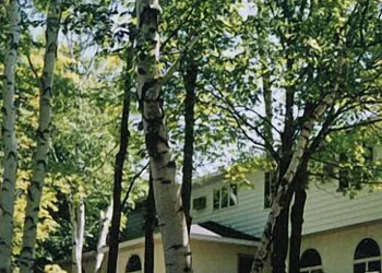 White Birch Inn hotel thumbnail 2