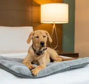 Staybridge Suites Hillsboro North by IHG hotel detail image 7