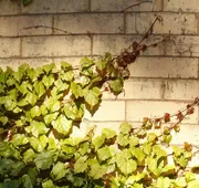 The Brewster Inn hotel detail image 5