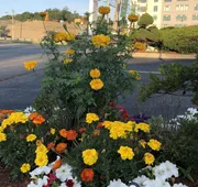 Chisholms Motor Inn hotel detail image 4