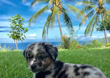 Kona Bayview Inn hotel thumbnail 8