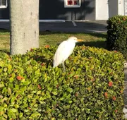 Bay Breeze Inn Bradenton Downtown hotel detail image 5