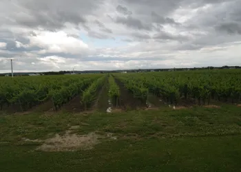 A Vineyard View B&B hotel thumbnail 8