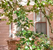 Camellia Inn hotel detail image 5