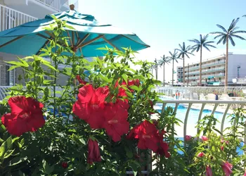 Shalimar Resort hotel thumbnail 3